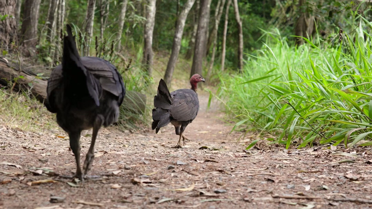 Brush Turkeys